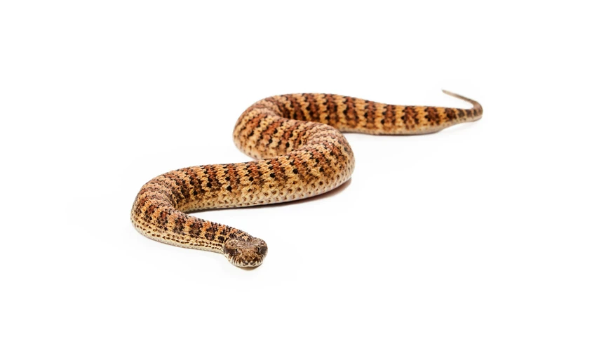 A Death Adder